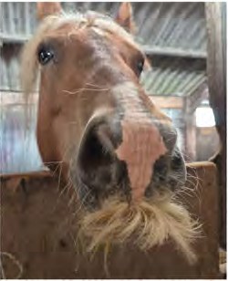 Close-up of Chester the horse, showing his long blond forelock and moustache
