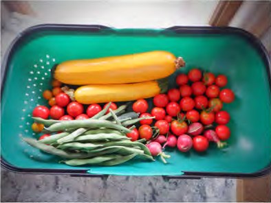 A colander filled with home-grown tomatoes, courgettes, green beans and radishes
